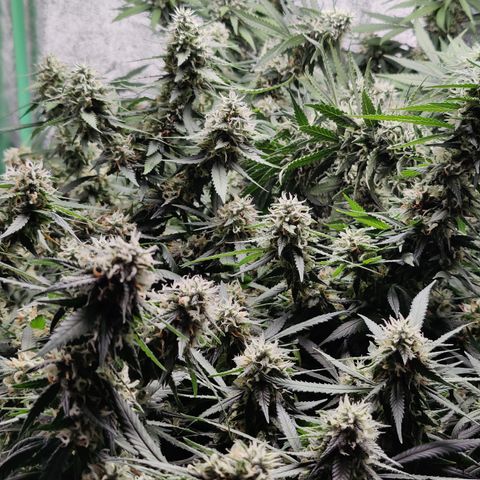 Blackberry Cake growlog timeline photo