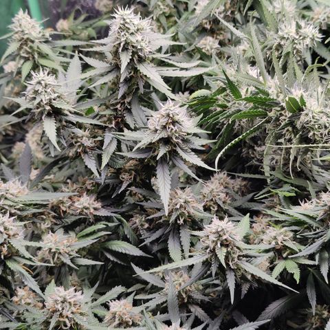 Blackberry Cake growlog timeline photo