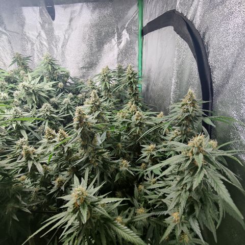 Shogun growlog timeline photo