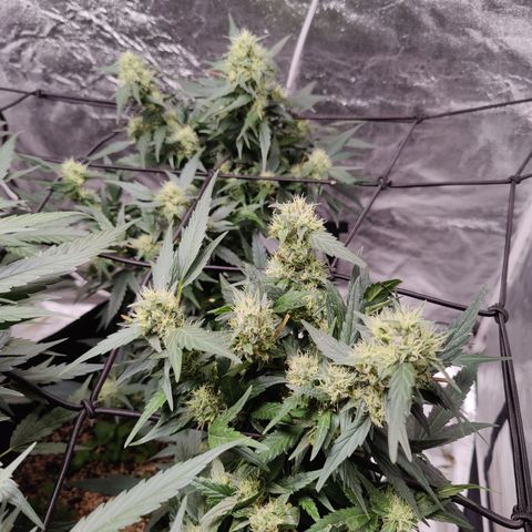 Dos si dos clone 01 #2 growlog timeline photo