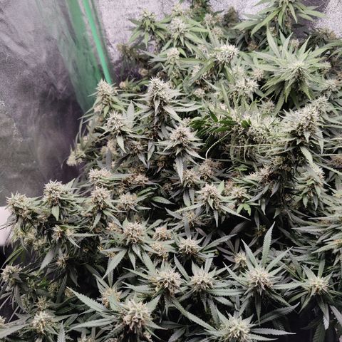 Blackberry Cake growlog timeline photo