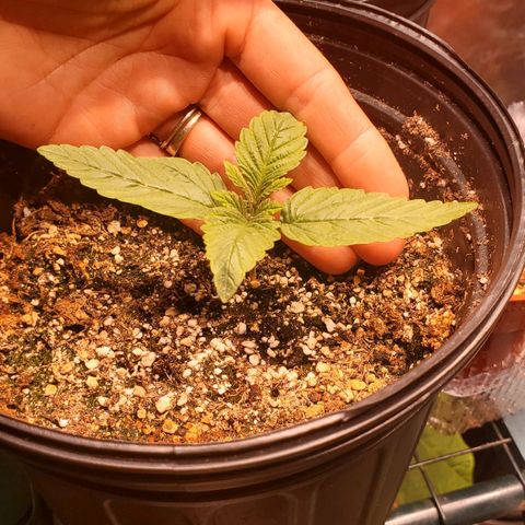 Purple Kush - Barney growlog timeline photo