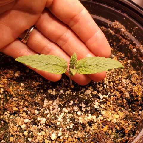 Purple Kush - Barney growlog timeline photo