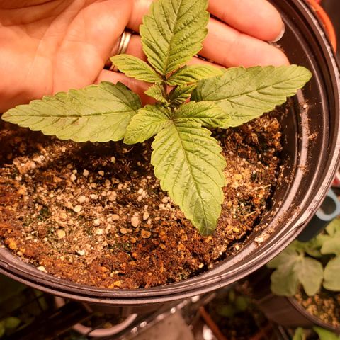 Purple Kush - Barney growlog timeline photo