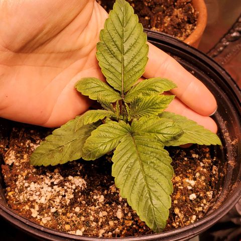 Purple Kush - Barney growlog photo: Named Barney today....