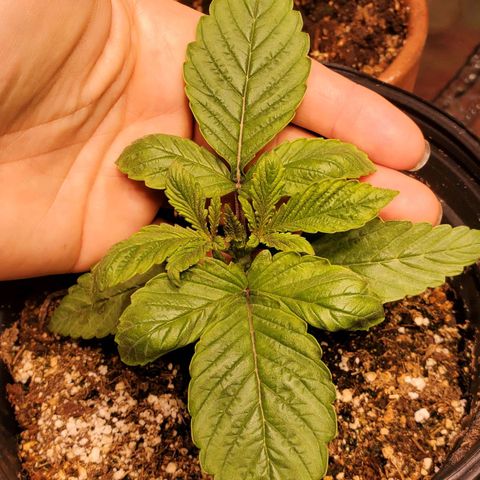 Purple Kush - Barney growlog photo: Good Morning!