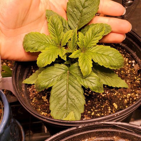 Purple Kush - Barney growlog timeline photo