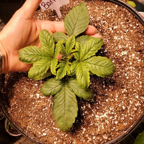 Purple Kush - Barney growlog timeline photo