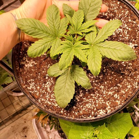 Purple Kush - Barney growlog timeline photo