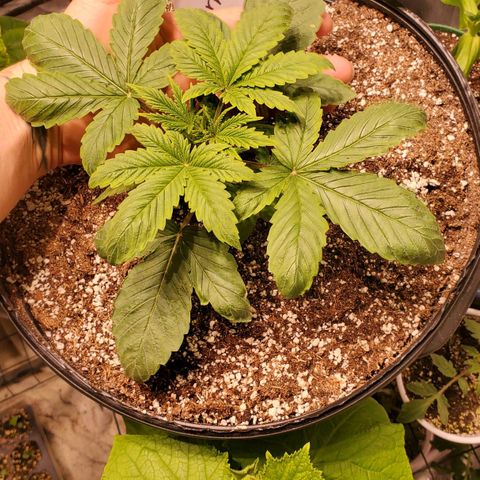 Purple Kush - Barney growlog timeline photo