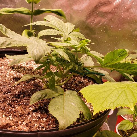 Purple Kush - Barney growlog photo: Low stress training day after topping