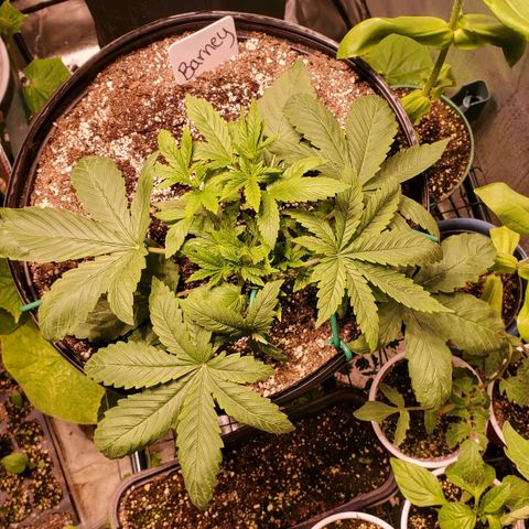 Purple Kush - Barney growlog timeline photo