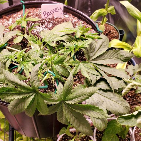 Purple Kush - Barney growlog timeline photo