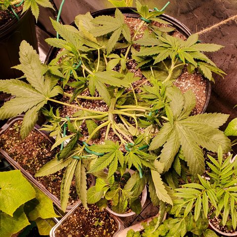 Purple Kush - Barney growlog timeline photo