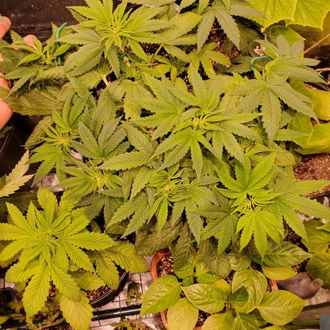 Purple Kush - Barney growlog timeline photo