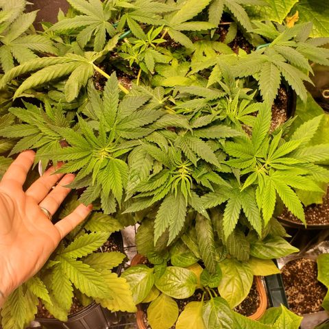 Purple Kush - Barney growlog timeline photo