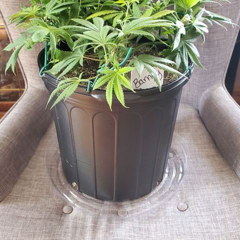 Purple Kush - Barney growlog timeline photo