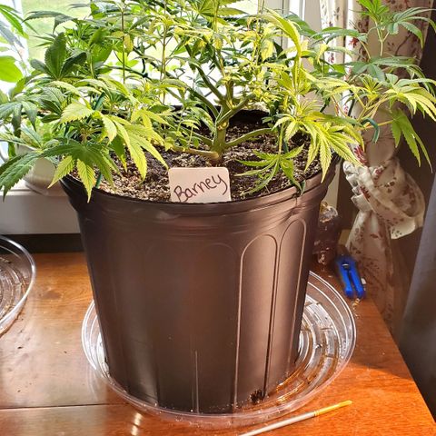 Purple Kush - Barney growlog timeline photo