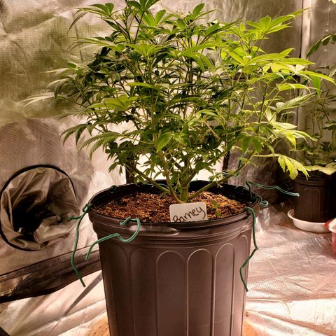 Purple Kush - Barney growlog timeline photo