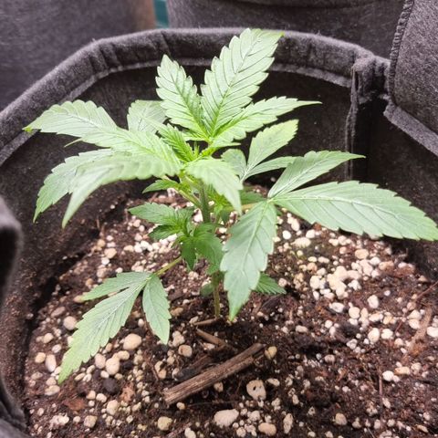 Sublimator growlog timeline photo