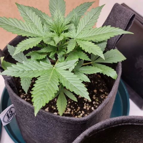 Sublimator growlog timeline photo