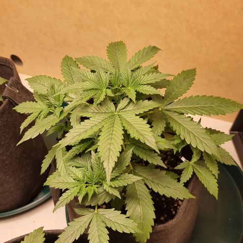Sublimator growlog timeline photo