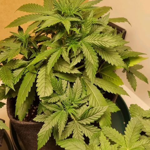 Sublimator growlog timeline photo