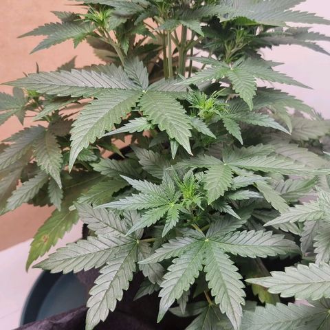 Sublimator growlog timeline photo