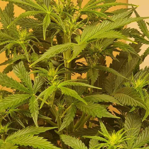 Sublimator growlog timeline photo