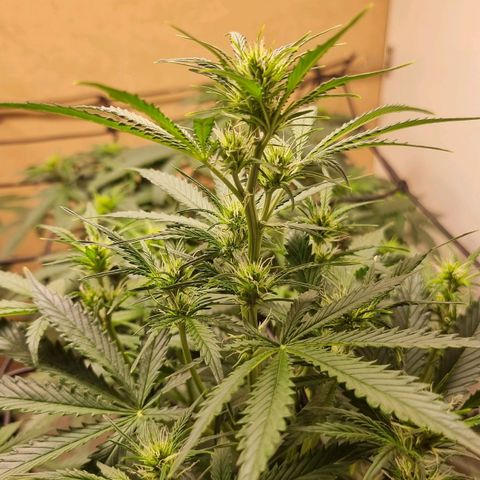 Sublimator growlog timeline photo