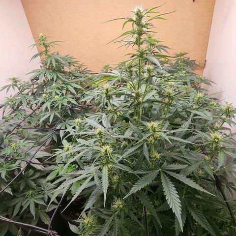 Sublimator growlog timeline photo
