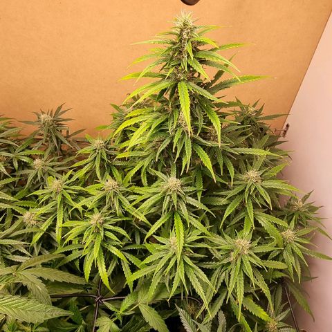 Sublimator growlog timeline photo
