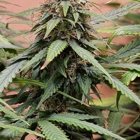 Sublimator growlog timeline photo