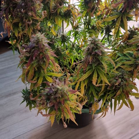 Sublimator growlog timeline photo