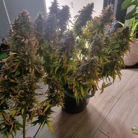 Sublimator growlog timeline photo
