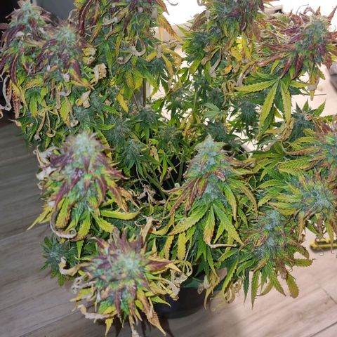 Sublimator growlog timeline photo
