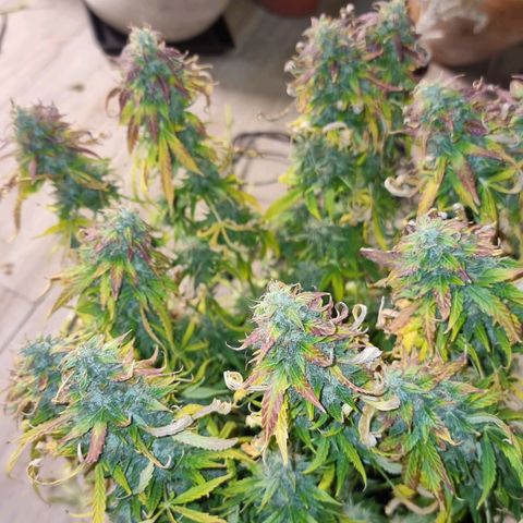 Sublimator growlog timeline photo