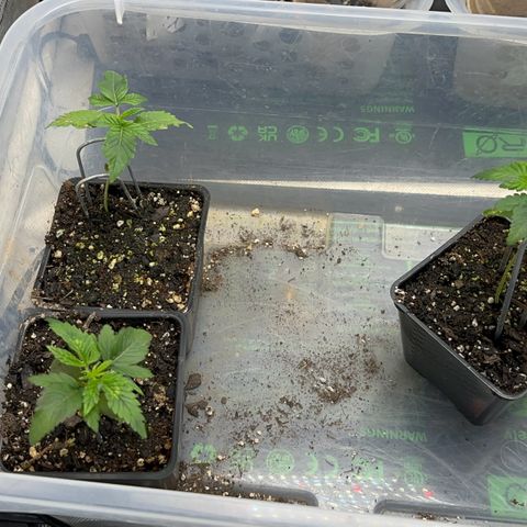 Deleted  🎬 1 growlog timeline photo