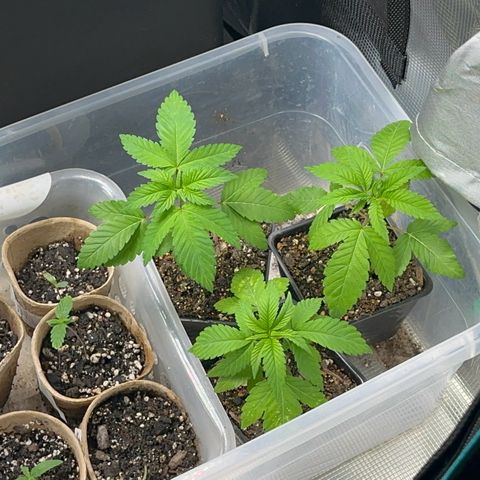Deleted  🎬 1 growlog timeline photo
