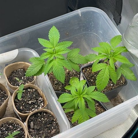 Deleted  🎬 1 growlog timeline photo