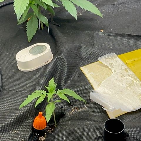 Piña X Zweet  growlog timeline photo