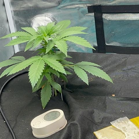 Knows Candy growlog timeline photo