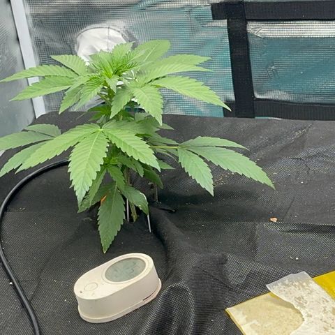 Knows Candy growlog timeline photo