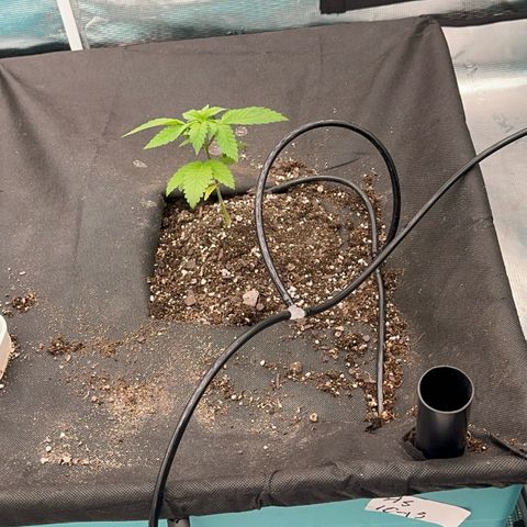 Deleted  🎬 1 growlog timeline photo