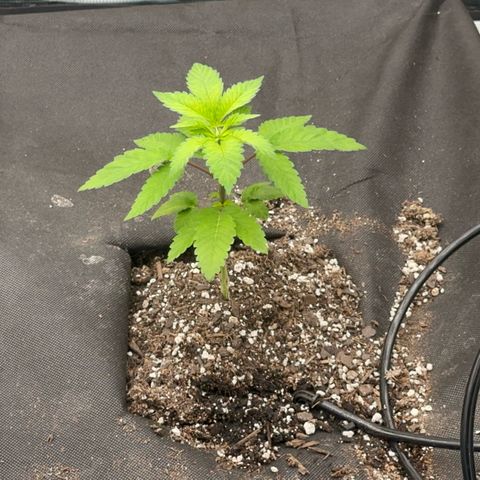 Deleted  🎬 1 growlog timeline photo