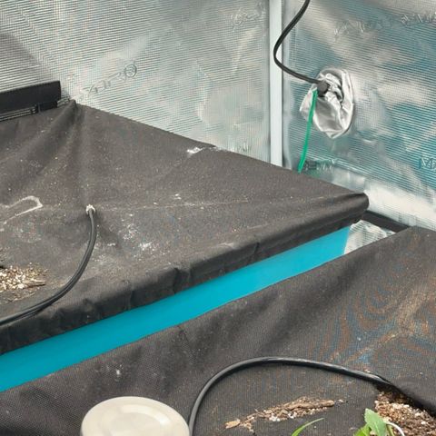  Critical Light growlog timeline photo