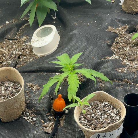Piña X Zweet  growlog timeline photo