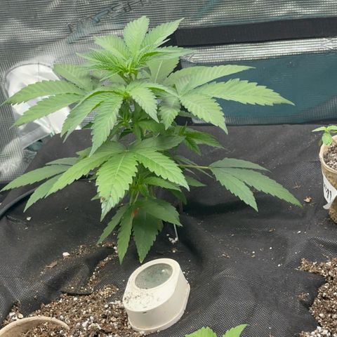Knows Candy growlog timeline photo