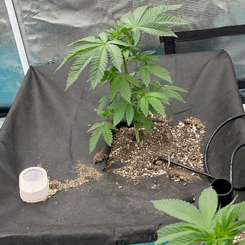 Deleted  🎬 1 growlog timeline photo