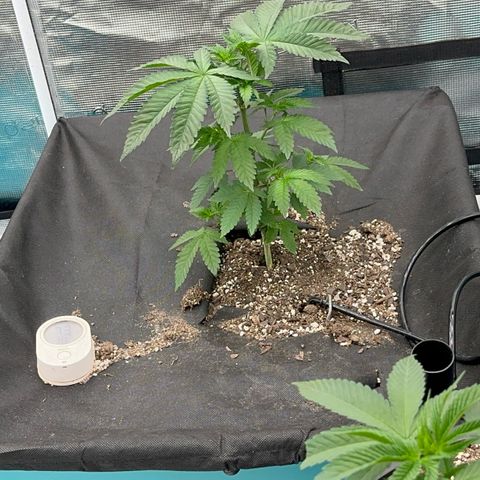 Deleted  🎬 1 growlog timeline photo